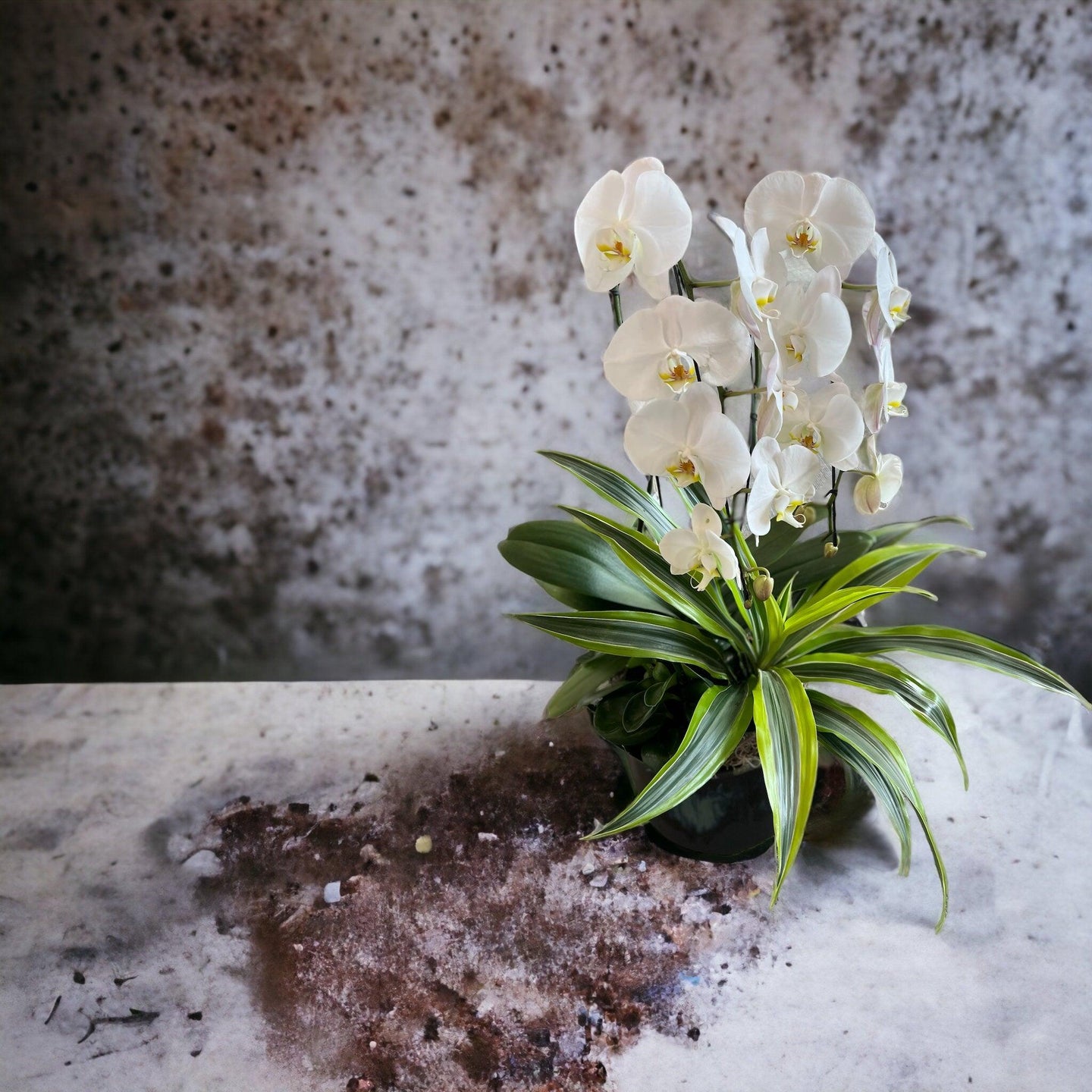 Orchids - Mikells Florist