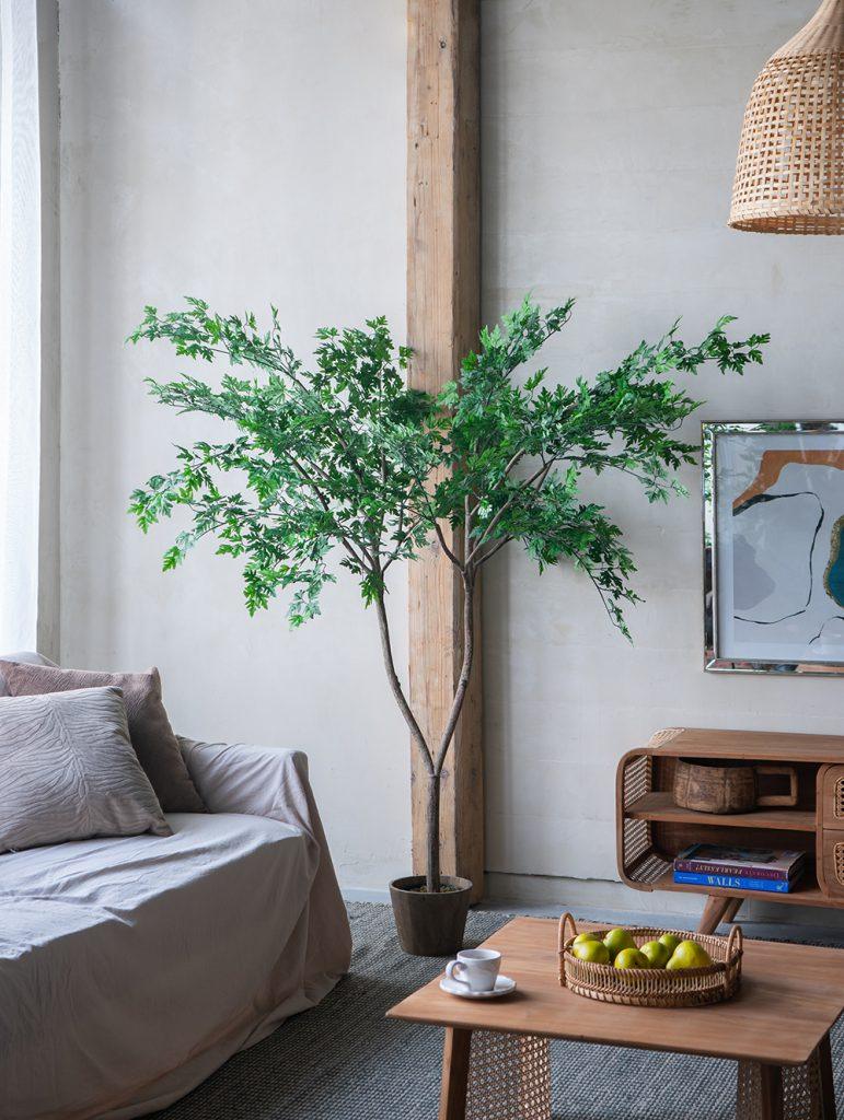 Polyscias Fruticose Tree - Mikells Florist