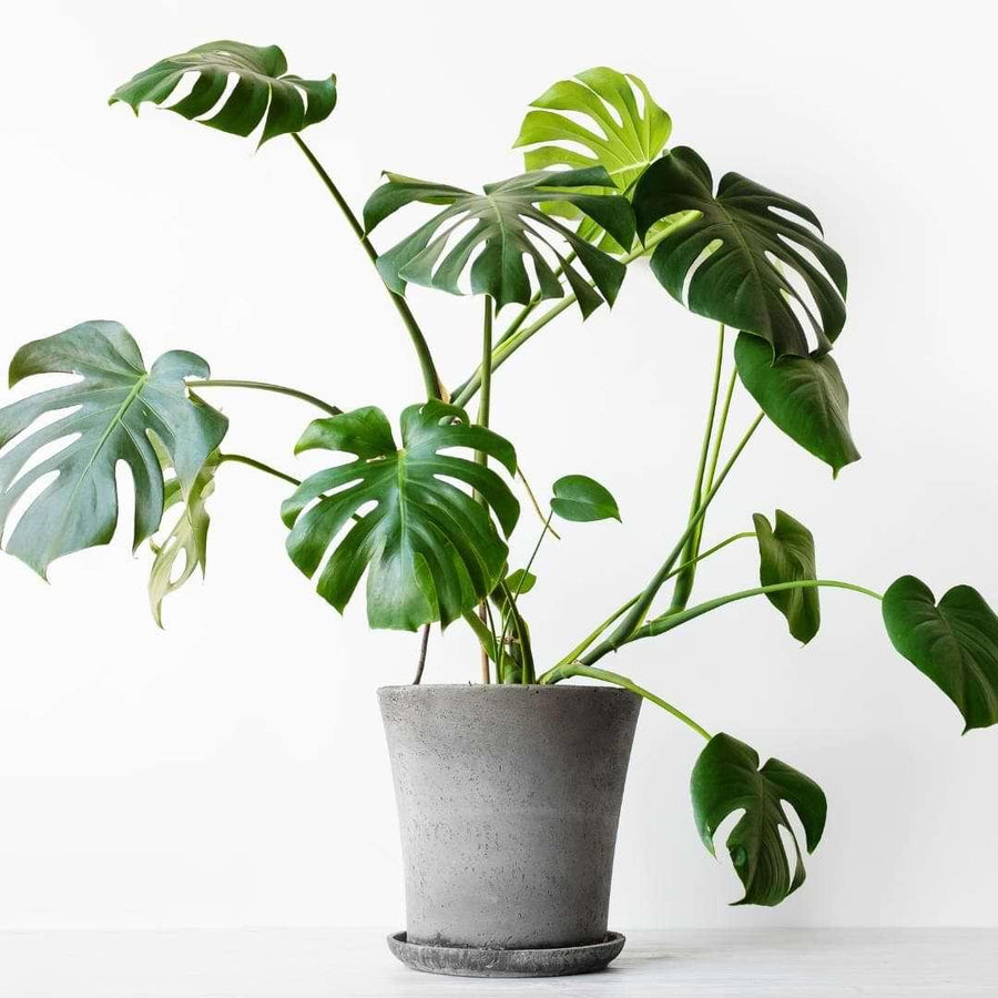 monstera talent miami fl Monstera – Mikells Florist