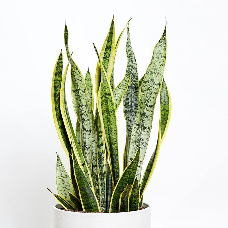 medium snake plant Medium Snake Plant – Mikells Florist