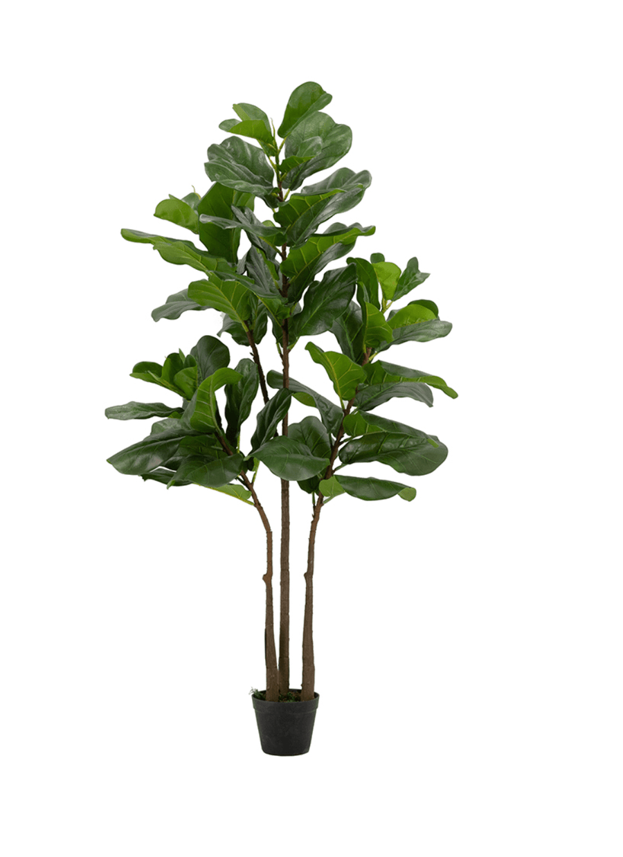 5' Fiddle-Leaf Fig Tree In Pot - Mikells Florist