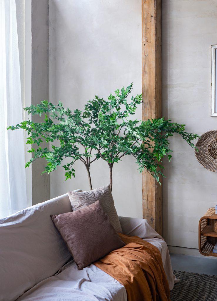 Polyscias Fruticose Tree - Mikells Florist