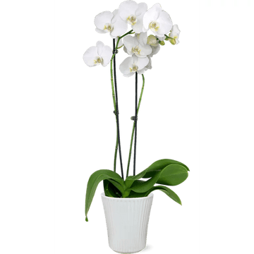 Single Orchid - Mikells Florist