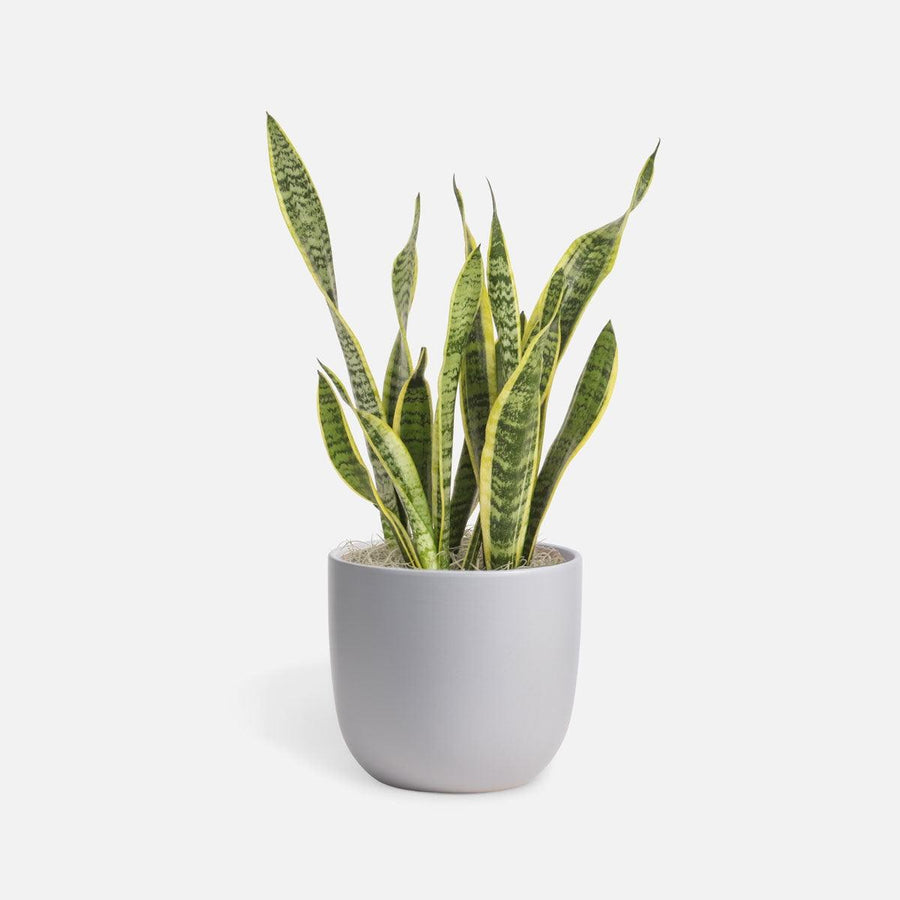4 inch Snake Plant - Mikells Florist