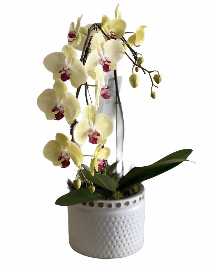 Lavish Beauty Potted Orchid - Mikells Florist