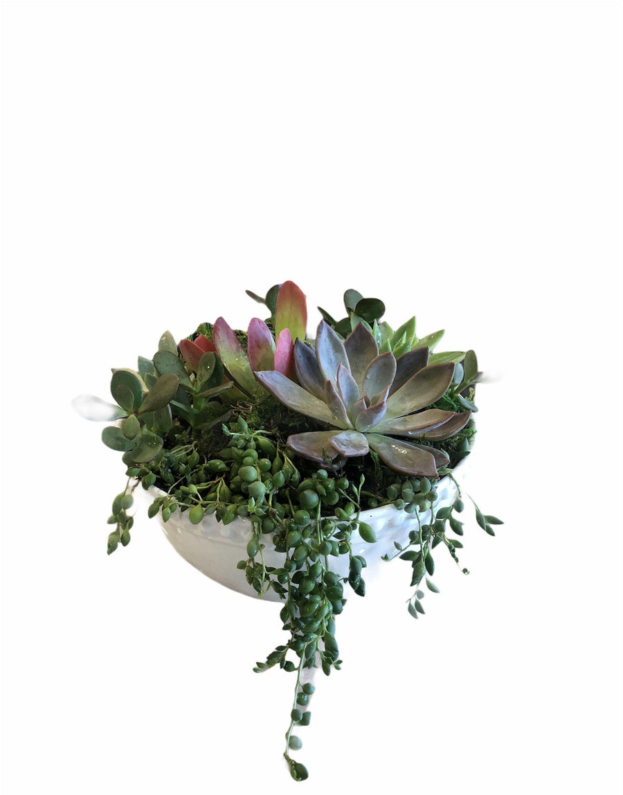 Succulent Dish Garden Planter - Mikells Florist