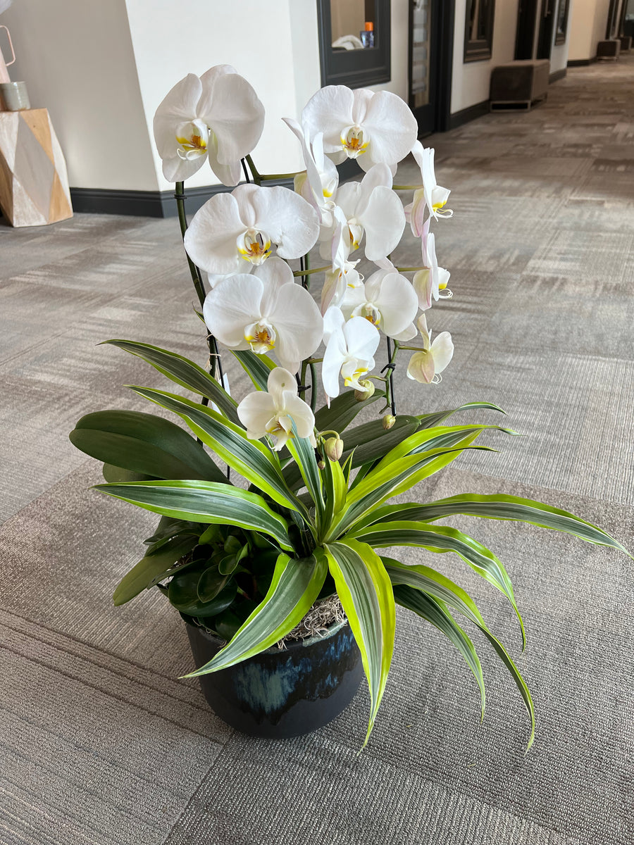 Orchid Supreme planter - Mikells Florist