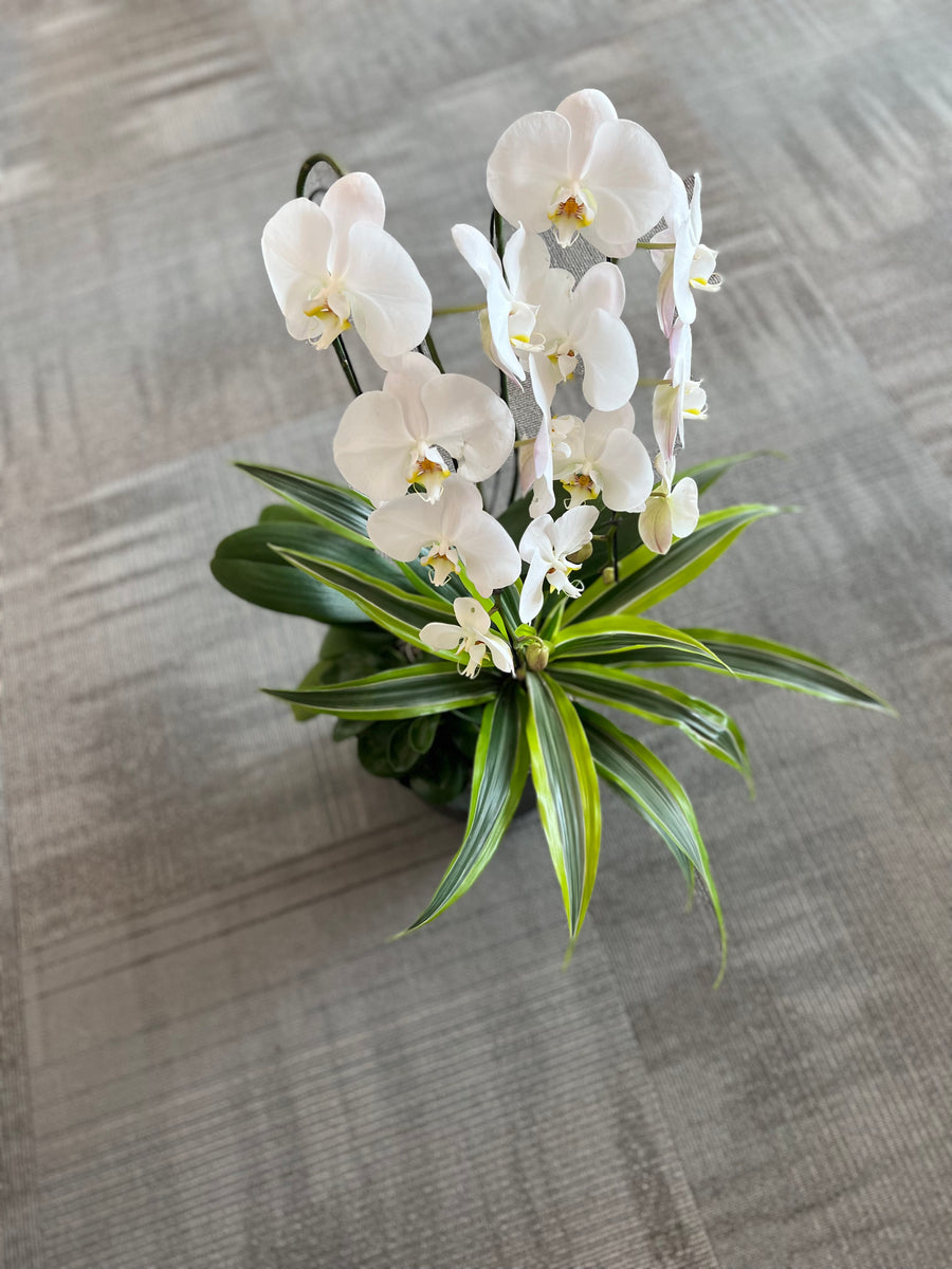 Orchid Supreme planter - Mikells Florist